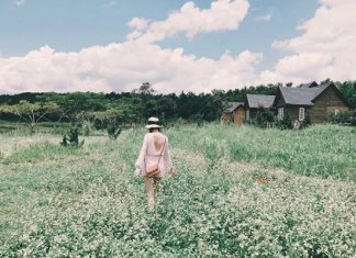 Vẻ đẹp mê mẩn của cánh đồng hoa cải trắng trong chuyến du lịch Đà Lạt